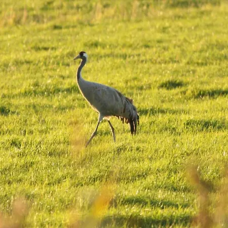 Nahe Ostsee Graal Mueritz Roevershagen